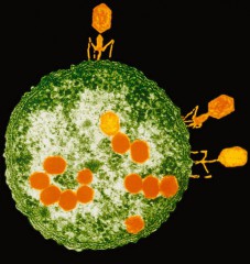 Phages.jpg