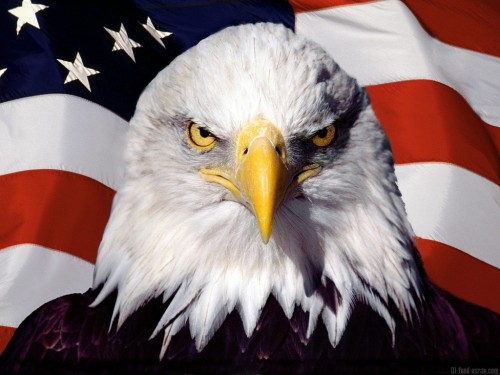 Aigle américain.jpg