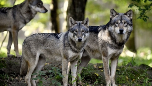 Loups_Meute.jpg
