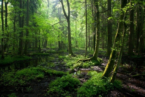 Forêt primordiale.jpg